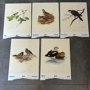 Vintage 1971 & 1972 Calendar Prints J.F. Lansdowne Birds